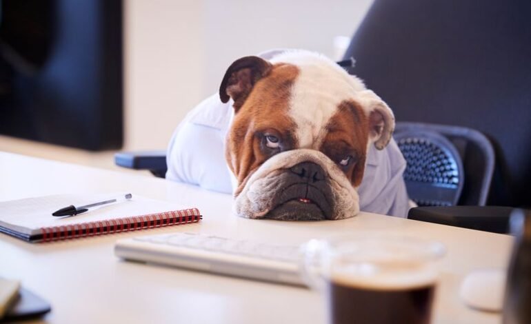 La ciencia detrás de tu obsesión por Punch, el monito solitario