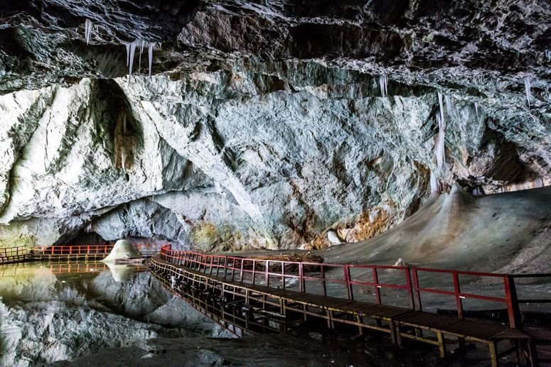 Las bacterias intestinales pueden llegar al cerebro; un estudio con ratones encuentra cómo