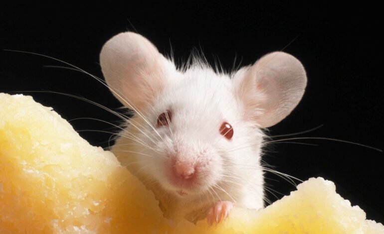 Logran reactivar el cerebro de un ratón congelado por primera vez