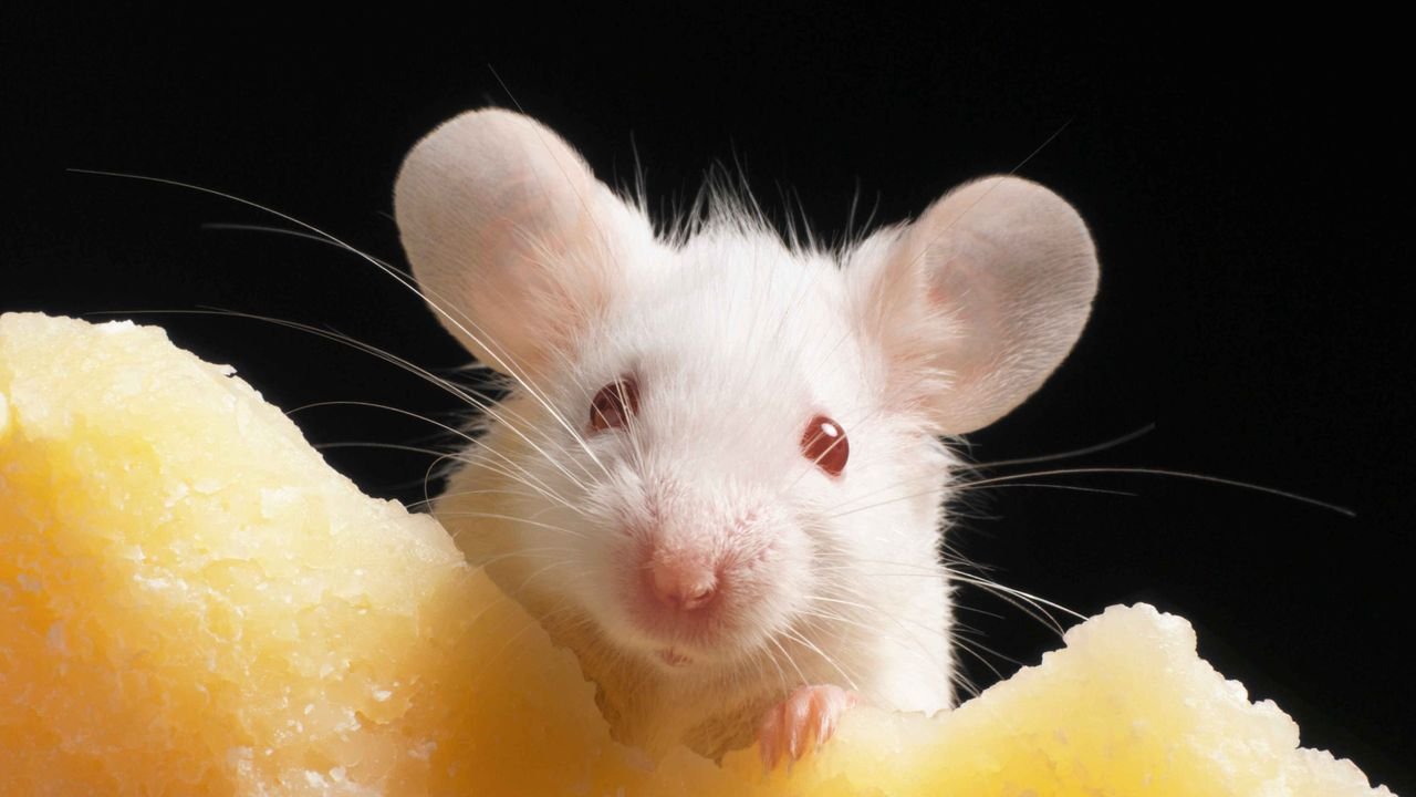 Logran reactivar el cerebro de un ratón congelado por primera vez