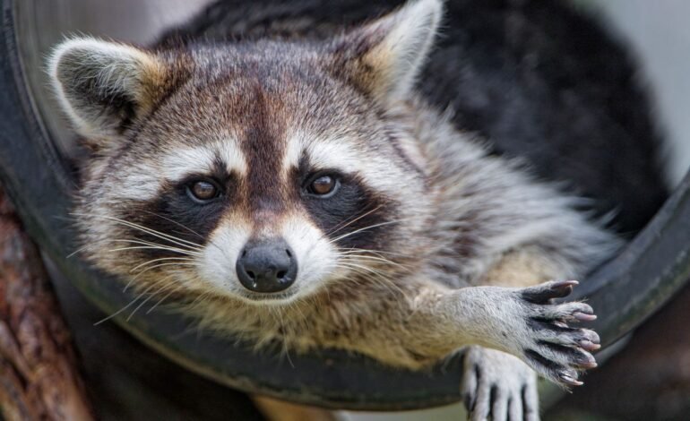 Los mapaches son capaces de resolver rompecabezas y lo hacen solo por diversión