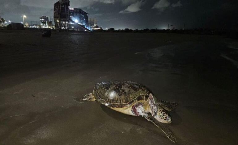 Más de 130 derrames en 15 años: el historial que enmarca el nuevo incidente en el Golfo de México
