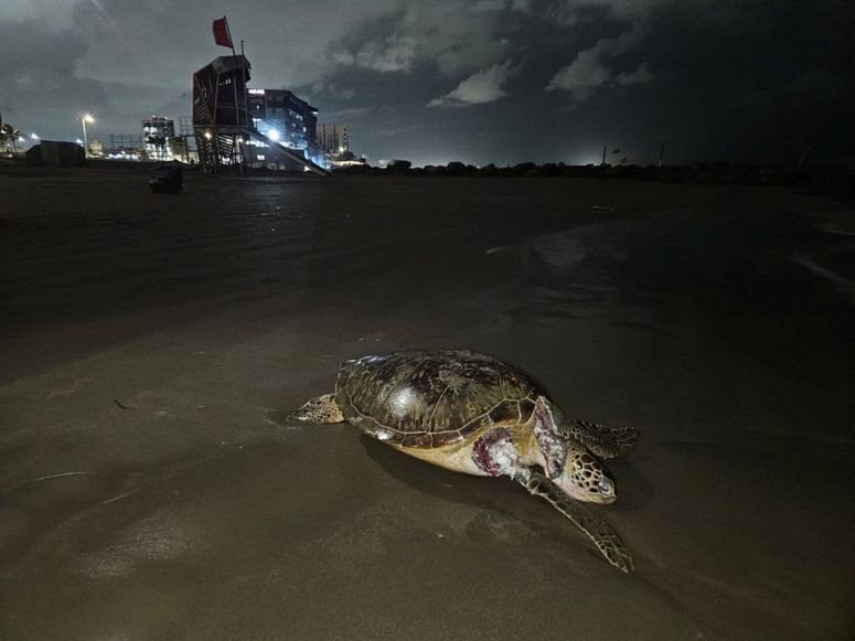 Más de 130 derrames en 15 años: el historial que enmarca el nuevo incidente en el Golfo de México