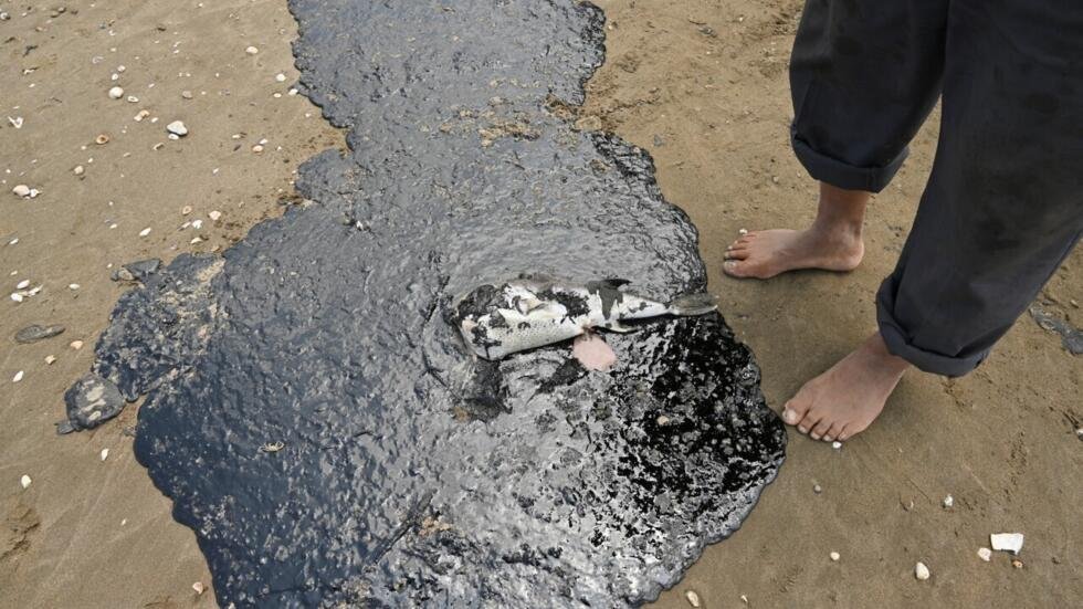 Un pez capturado por pescadores yace en una mancha de petróleo mientras recogen su pesca, debido a un derrame de petróleo que afecta a pescadores y diversas comunidades costeras en Paylebot, estado de Tabasco, México, el 22 de marzo de 2026.