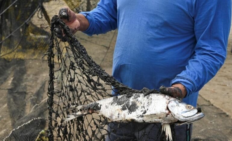 Más de 600 km contaminados: las claves del derrame de petróleo en el Golfo de México