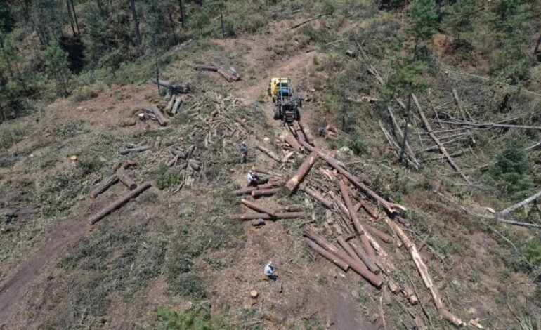 Oro verde o salvar el bosque: las alternativas al aguacate para frenar la deforestación y la violencia en México
