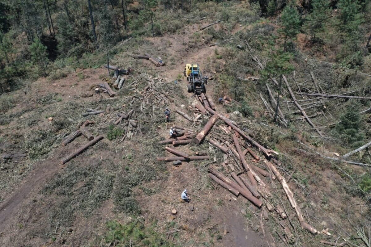 Oro verde o salvar el bosque: las alternativas al aguacate para frenar la deforestación y la violencia en México