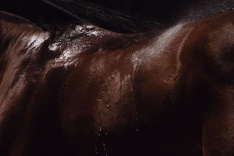 Resulta que no puedes clonar el mismo mamífero por siempre, según estudio