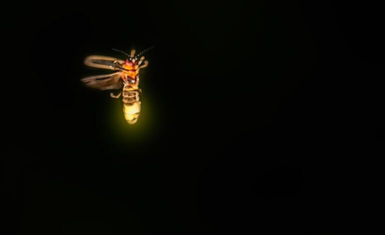 Sí hay civilizaciones extraterrestres, pero ninguna dura mucho, dice esta solución pesimista a la paradoja de Fermi