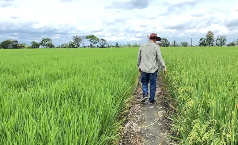 Vivir del arroz en tiempos de guerra comercial: una historia desde el corazón de Daule en Ecuador