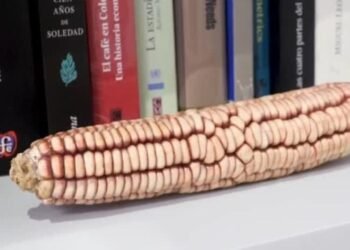 El maíz indígena en México frente a la globalización: tradición y supervivencia