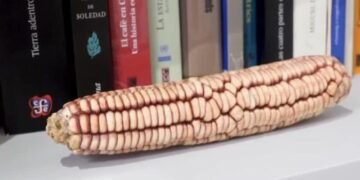 El maíz indígena en México frente a la globalización: tradición y supervivencia