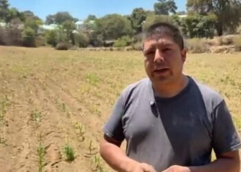 México: agricultores defienden el maíz nativo frente a los transgénicos