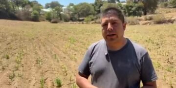 México: agricultores defienden el maíz nativo frente a los transgénicos